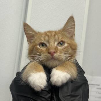 Flynn Rider -  Domestic Short Hair Cat for Adoption in Abilene, Texas - Flynn Rider | PetCurious