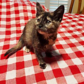 Domestic Short Hair Cats Available for Adoption in Hartsville, South Carolina - Tiramisu | PetCurious