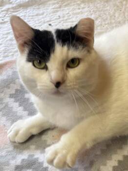 Domestic Short Hair Cats Available for Adoption in Dalzell, Illinois - Vision | PetCurious