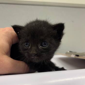 Lupita -  Domestic Short Hair Cat for Adoption in Tampa, Florida - Lupita | PetCurious