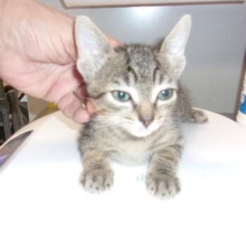 Domestic Short Hair Cats Available for Adoption in Milton, Florida - Genevieve | PetCurious