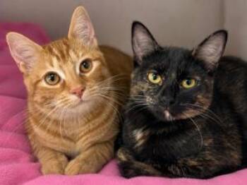 Sunrise and Sunset -  Domestic Short Hair Cat for Adoption in Pontiac, Michigan - Sunrise And Sunset | PetCurious