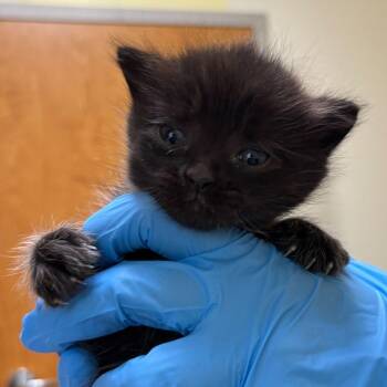 Kielbasa -  Domestic Short Hair Cat for Adoption in Wilmington, Delaware - Kielbasa | PetCurious
