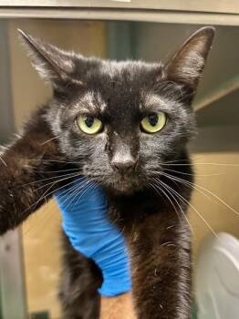 Halestorm -  Domestic Short Hair Cat for Adoption in Wichita, Kansas - Halestorm | PetCurious