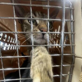 Princess Snow -  Domestic Short Hair Cat for Adoption in Newark, New Jersey - Princess Snow | PetCurious