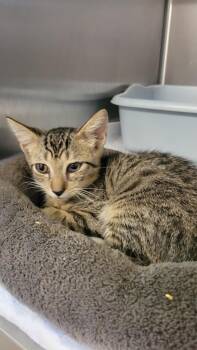 Timmy -  Domestic Short Hair Cat for Adoption in Metter, Georgia - Timmy | PetCurious