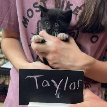 Domestic Short Hair Cats Available for Adoption in Minnetonka, Minnesota - Taylor C69016 | PetCurious