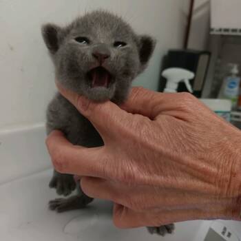 Rescue Domestic Medium Hair Cats for Adoption in St. Louis, Missouri - Spring Dance | PetCurious