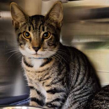 Gibbs -  Domestic Short Hair Cat for Adoption in Lakeland, Florida - Gibbs | PetCurious
