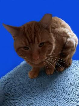 Domestic Medium Hair Cats Available for Adoption - Cricket  | PetCurious