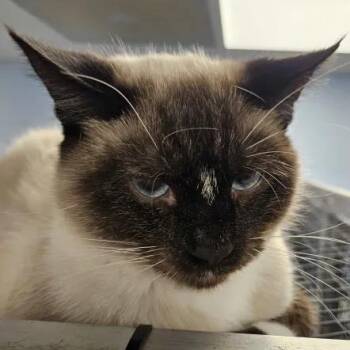 Rescue Siamese Cats for Adoption in Mount Pleasant, Iowa - Diamond | PetCurious