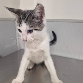 Rogue -  Domestic Short Hair Cat for Adoption in Tampa, Florida - Rogue | PetCurious