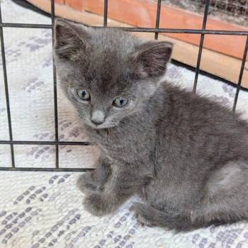 Lilly -  Domestic Short Hair Cat for Adoption in North Babylon, New York - Lilly | PetCurious