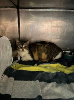 Domestic Short Hair Cats Available for Adoption - Madonna | PetCurious