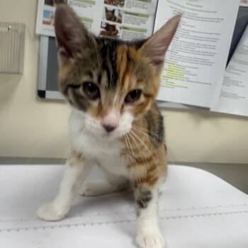 NAME UNKOWN -  Domestic Short Hair Cat for Adoption in Pasadena, California - NAME UNKOWN | PetCurious
