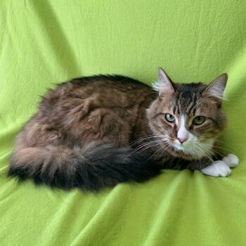 Domestic Medium Hair Cats Available for Adoption - Squirrel | PetCurious