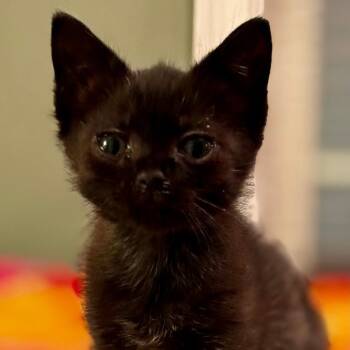 Rescue Domestic Short Hair Cats for Adoption in Gastonia, North Carolina - Arya | PetCurious
