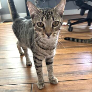 Domestic Short Hair Cats Available for Adoption in Apex, North Carolina - Angus | PetCurious