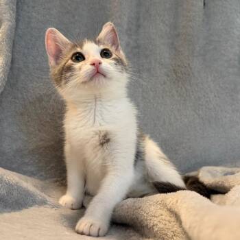 Dolly -  Domestic Short Hair Cat for Adoption in La Grange, Kentucky - Dolly | PetCurious