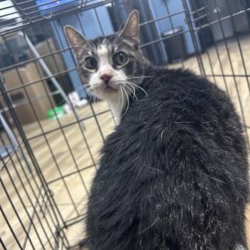 JigSaw -  Domestic Short Hair Cat for Adoption in Newark, New Jersey - JigSaw | PetCurious