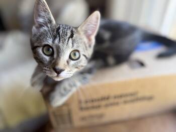 Rowdy -  Domestic Short Hair Cat for Adoption in Diamond Springs, California - Rowdy | PetCurious