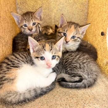 Yuzu (green collar) -  Domestic Short Hair Cat for Adoption in Philadelphia, Pennsylvania - Yuzu (green Collar) | PetCurious