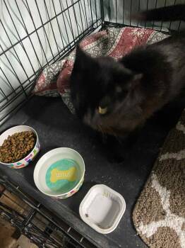 Rescue American Shorthair and Domestic Short Hair Cats for Adoption in Brownsville, Pennsylvania - Anna Banana | PetCurious