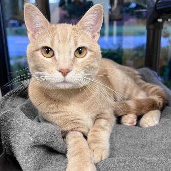 Prissy -  Domestic Short Hair Cat for Adoption in Arlington Heights, Illinois - Prissy | PetCurious