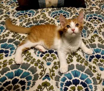 Kato Alani -  Tabby and Domestic Short Hair Cat for Adoption in Chandler, Arizona - Kato Alani | PetCurious