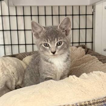 Leorio -  Domestic Short Hair Cat for Adoption in Trenton, New Jersey - Leorio | PetCurious