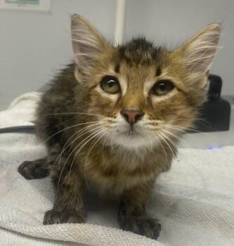 Kevin -  Domestic Medium Hair Cat for Adoption in Lockhart, Texas - Kevin | PetCurious