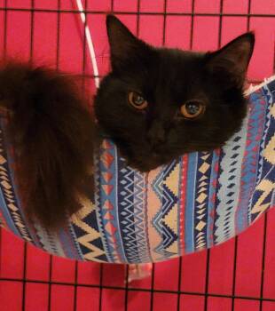 Rescue Domestic Short Hair Cats for Adoption in Leesburg, Virginia - Joni | PetCurious