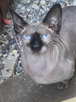 Sphynx Hairless Cat Cats Available for Adoption - BANE | PetCurious