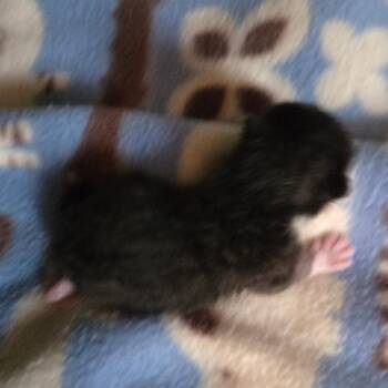 Marley/Cali Kit 3 -  Domestic Short Hair Cat for Adoption in Coos Bay, Oregon - Marley/Cali Kit 3 | PetCurious