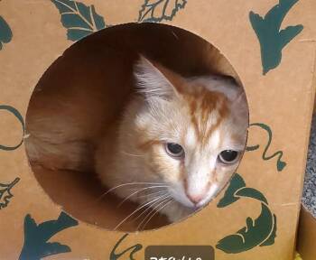 CUTIE -  Domestic Medium Hair Cat for Adoption in St. Louis, Missouri - CUTIE | PetCurious