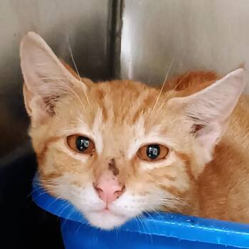 Saffron -  Domestic Short Hair Cat for Adoption in Palestine, Texas - Saffron | PetCurious