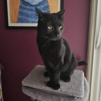 Domestic Short Hair Cats Available for Adoption in Scottsdale, Arizona - Big Head Tim | PetCurious