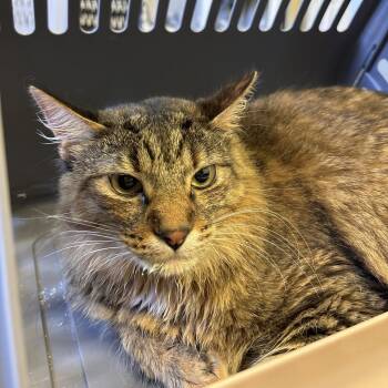 Africa -  Domestic Short Hair Cat for Adoption - Africa | PetCurious