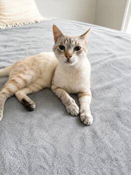 Fresco -  Siamese Cat for Adoption in Homer Glen, Illinois - Fresco | PetCurious