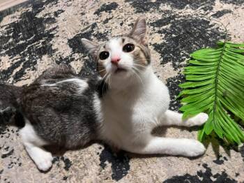 Gabriel -  Domestic Short Hair Cat for Adoption in Cleveland, Ohio - Gabriel | PetCurious