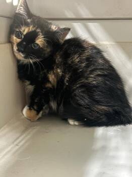 Domestic Short Hair Cats Available for Adoption in Winder, Georgia - 2026-05-165 Chicka | PetCurious