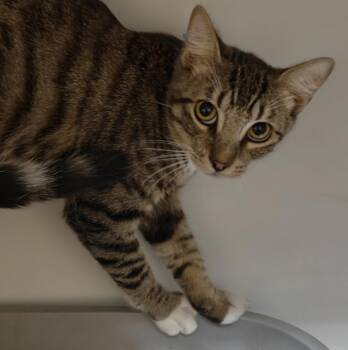 Domestic Short Hair Cats Available for Adoption in Phoenix, Arizona - Peter | PetCurious