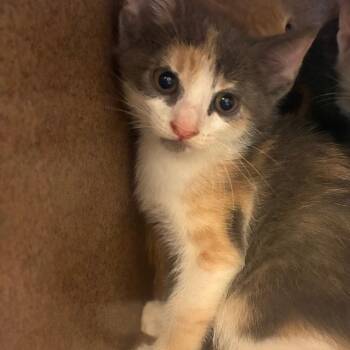 American Shorthair Cats Available for Adoption in Norman, Oklahoma - Tia | PetCurious