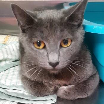 Domestic Short Hair Cats Available for Adoption in Spokane, Washington - Cavalier | PetCurious