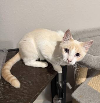 Sasha Soda -  Siamese Cat for Adoption in Bentonville, Arkansas - Sasha Soda | PetCurious