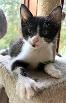Moose -  Domestic Short Hair Cat for Adoption in Kansas City, Missouri - Moose | PetCurious