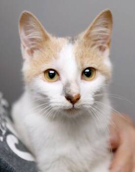 Rescue Domestic Short Hair Cats for Adoption in Kansas City, Kansas - Piper (AO35280) | PetCurious