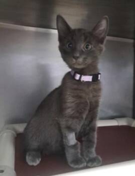 Riesling -  Domestic Short Hair Cat for Adoption in Marshall, North Carolina - Riesling | PetCurious