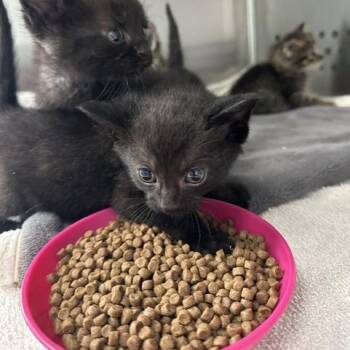 Riff -  Domestic Short Hair Cat for Adoption in Indianapolis, Indiana - Riff | PetCurious