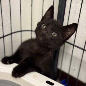 Sweets -  Domestic Short Hair Cat for Adoption in Fort Smith, Arkansas - Sweets | PetCurious